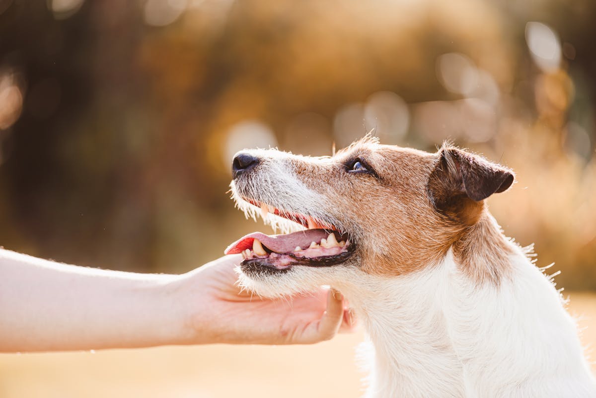 
                Comment déstresser un chien : conseils et astuces 
                            