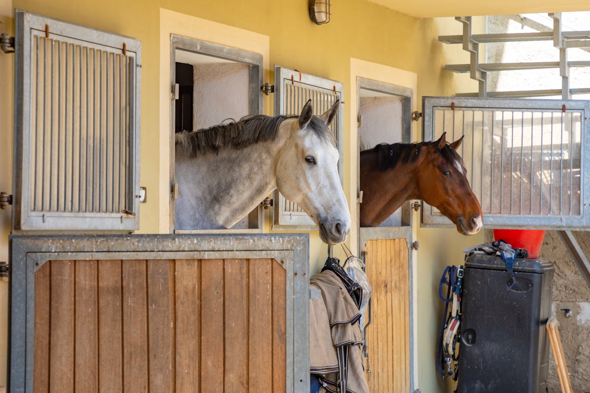 
                Connaissez-vous l'équinophobie, la peur panique des chevaux ? 
                            