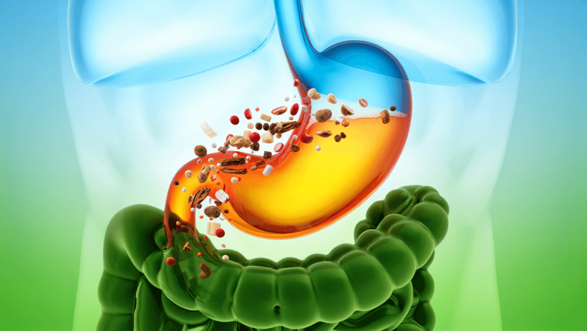 Combien de temps faut-il vraiment pour digérer un repas ?