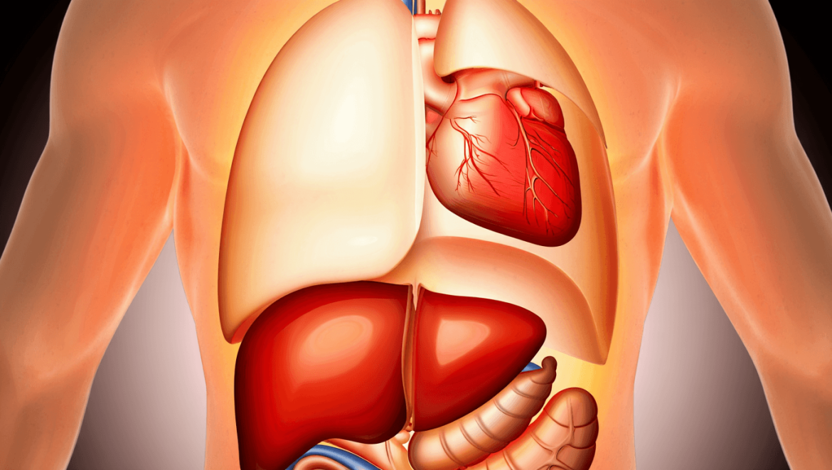 Situs inversus : quand les organes sont inversés, faut-il s'inquiéter ?